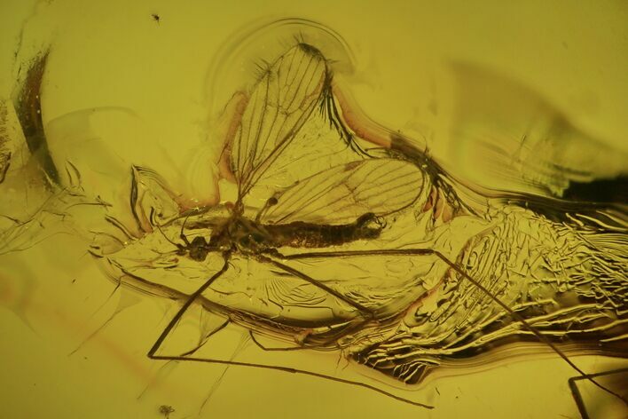 Fossil Cranefly In Baltic Amber #81709